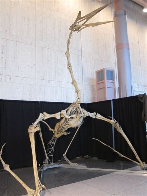 Quetzalcoatlus Facts, Etymology, Behavior and Adaptation