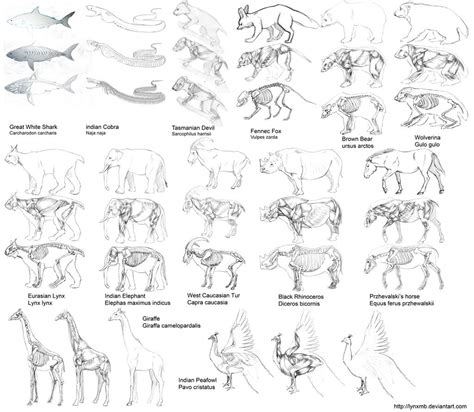 Animal anatomy by LynxMB on DeviantArt