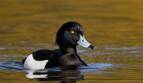 8 Beautiful Black and White Duck Breeds - Farmhouse Guide