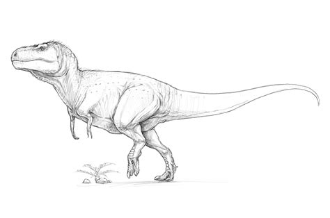 Tyrannosaurus Rex Sketch at PaintingValley.com | Explore collection of ...