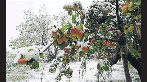 Untimely snow damages apple orchards in Kulgam, Shopian districts in ...