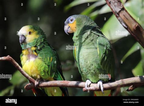 Iguazu Falls - Puerto Iguazu Stock Photo - Alamy