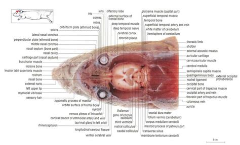 Rat Brain Anatomy