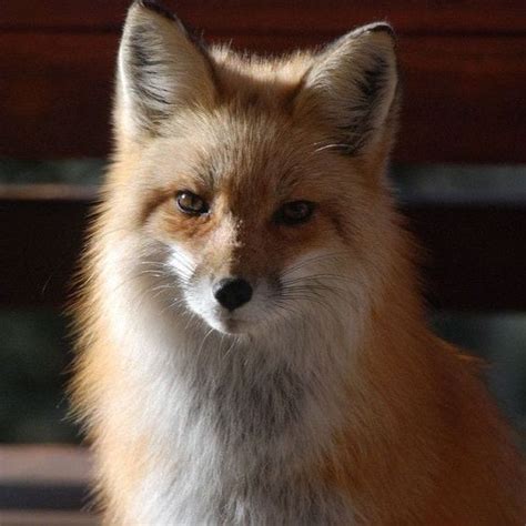 Foxes have vertical pupils that look more like cats than the rounded ...