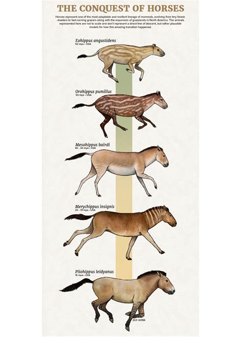 Chart showing stages in the evolution of the horse. #prehistoricanimals ...