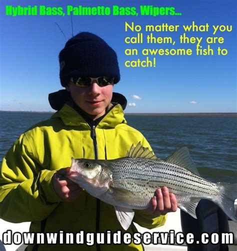 Lake Lewisville fishing guide: http://downwindguideservice.com - Catch ...