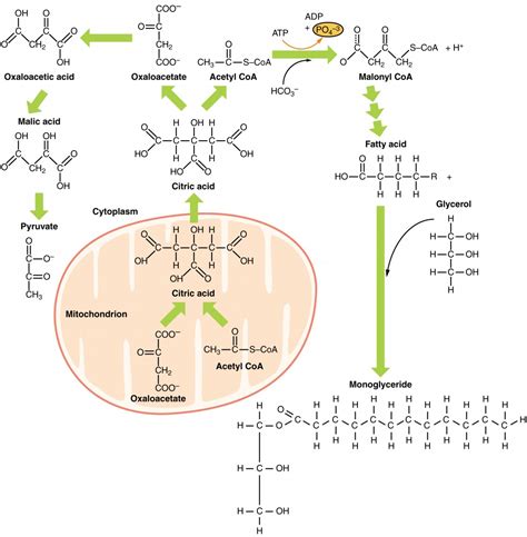 cours de metabolisme biosynthese des lipides ( lipogenese )