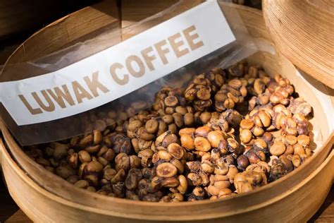 Kopi Luwak Coffee: Why Is It So Expensive? - Craft Coffee Guru