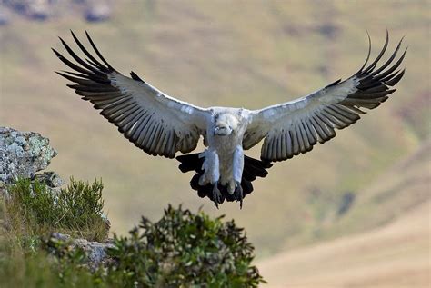 Endangered Bird of Prey Thriving in South Africa’s Great Karoo Region