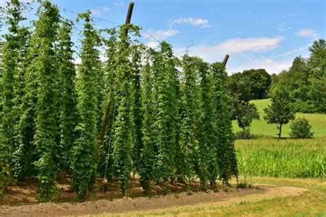 Hops: Planting, Growing, and Pruning Hops