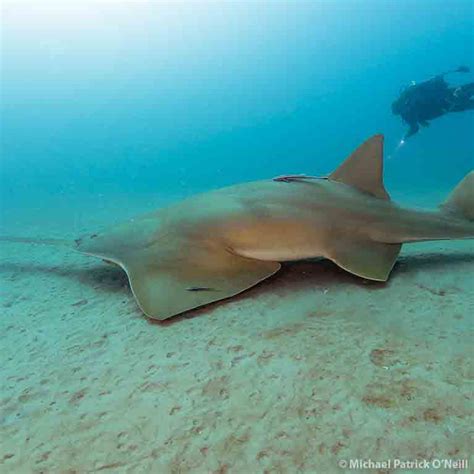 Sawfish Biology - Save Our Seas Foundation