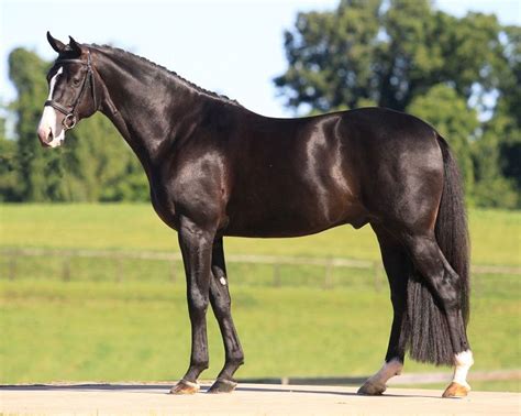 Hanoverian Warmblood Horses, Horse Dressage, Thoroughbred Horse, Pretty ...