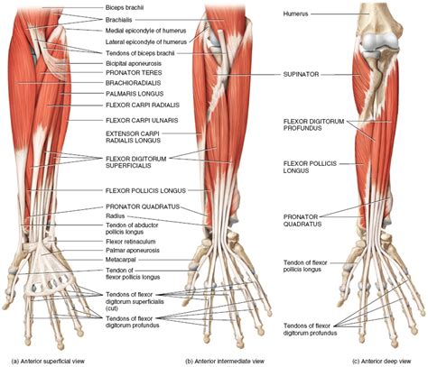 Forearm Muscles: Origin, Insertion, Nerve Supply & Action | Forearm ...