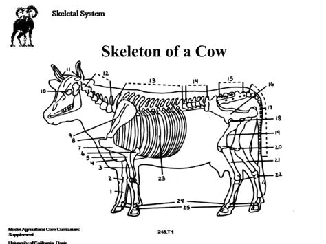 Cow Skeleton Quiz - All About Cow Photos