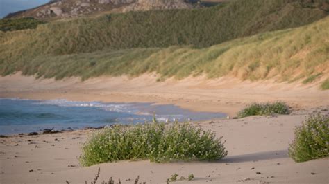 Sand dunes | The Wildlife Trusts