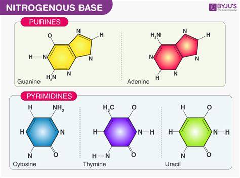 What is Nucleotide? - Definition, Structure of Nucleotide with FAQs