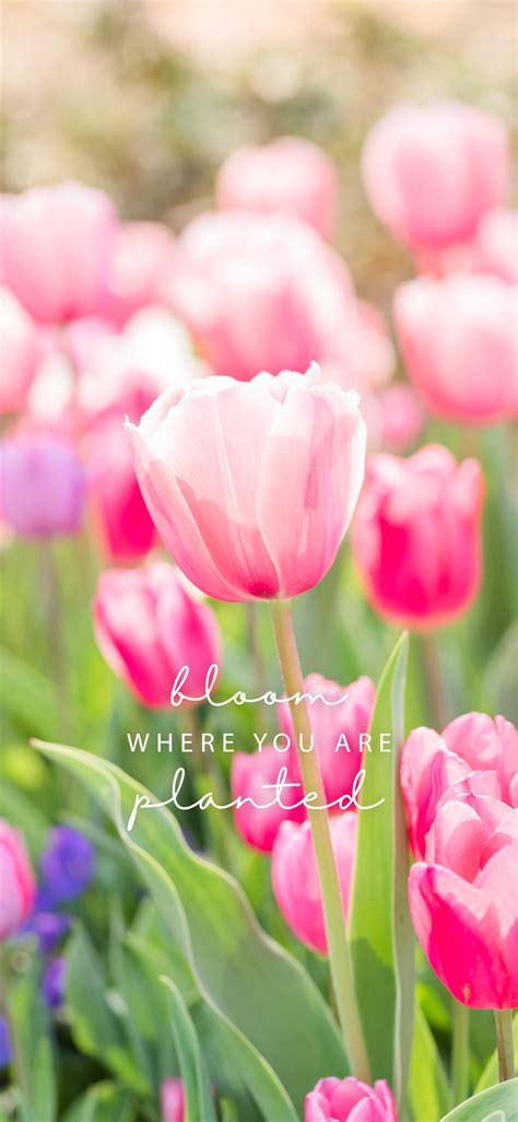 Welcome, Spring! Free Phone Wallpaper Download — Family Photography ...