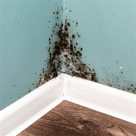 How to Get Rid of Black Mold - The Home Depot