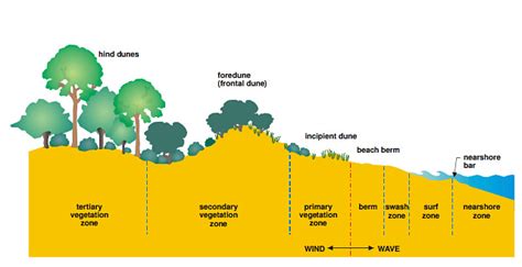 Biophysical Environment - Lady Robinson Beach