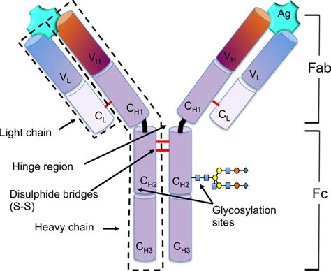 Structural schematic of IgG. Note: The typical IgG molecule consists of ...