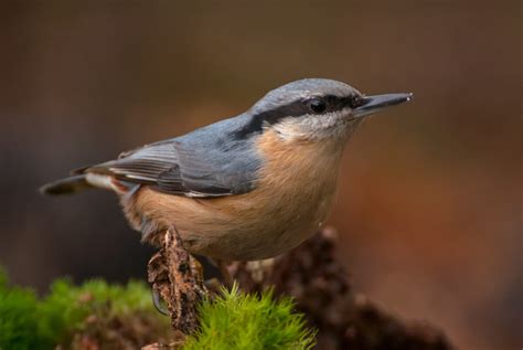 Red-Breasted Nuthatch - Song Of America