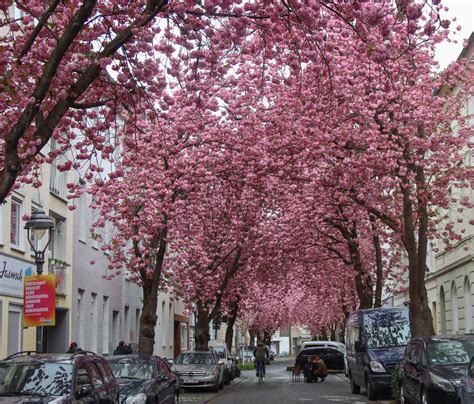 CHERRY BLOSSOMS IN BONN – The Twirling Traveler