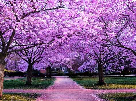 Cherry Blossom Trees Wallpaper 4K, Purple Flowers, Pathway, Park