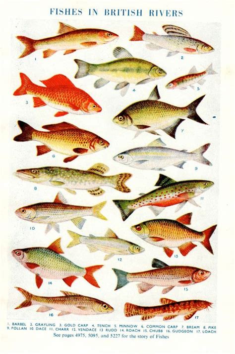 FISH print, British River and lake fish, Carp Bream Minnow, types of ...