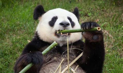 25 Giant Panda Facts - Fact Animal