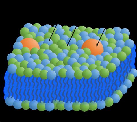 Schematic of a lipid bilayer with proteins embedded in the membrane ...