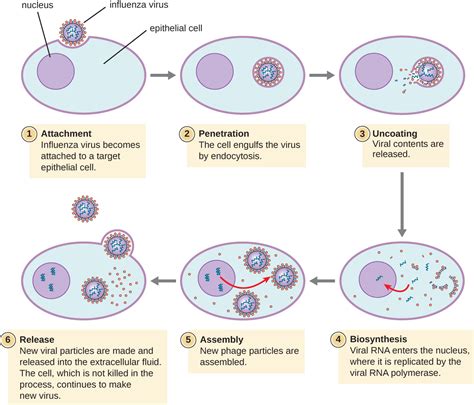 3.1.2: The Viral Life Cycle - Biology LibreTexts