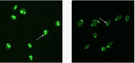 PerkinElmer 510(k) Clearance for CLIFT - Clinical Lab Products