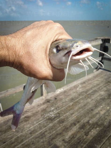 Young Gafftopsail catfish, Bagre marinus, caught on a fishing pier ...