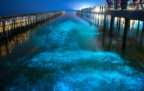 Lo spettacolare fenomeno della bioluminescenza che illumina il mare di ...