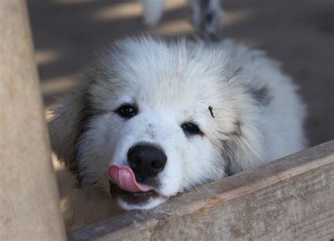 9 Tips For Crate Training Great Pyrenees