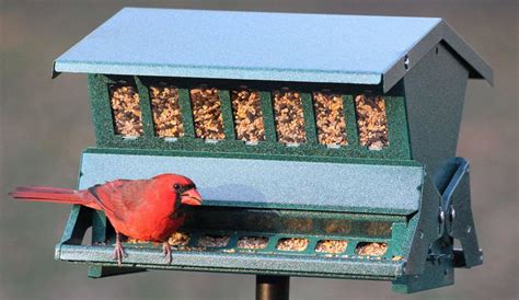 Cardinal Bird Feeder Plans