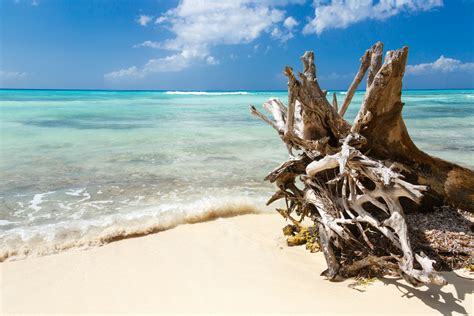 Driftwood On A Beach Free Stock Photo - Public Domain Pictures