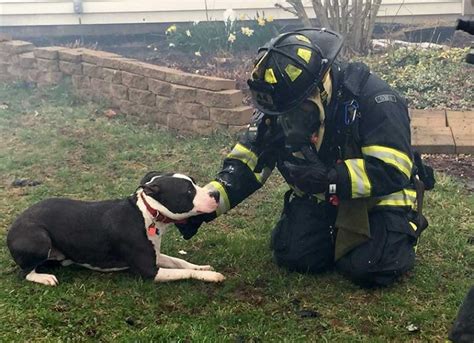 Types of pit bull dog training, tips and tricks » Vitofarma