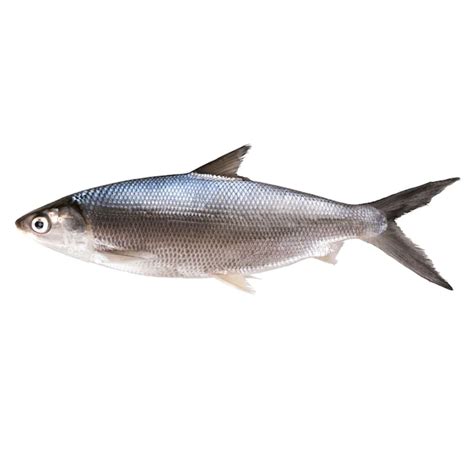 Bangus (Milkfish) - (choose variants) – 4R Fresh And Frozen