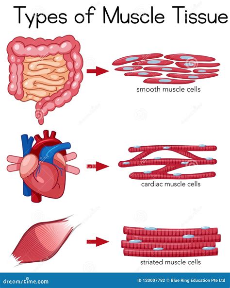 Types of Muscle Tissue stock vector. Illustration of medicals - 120007782