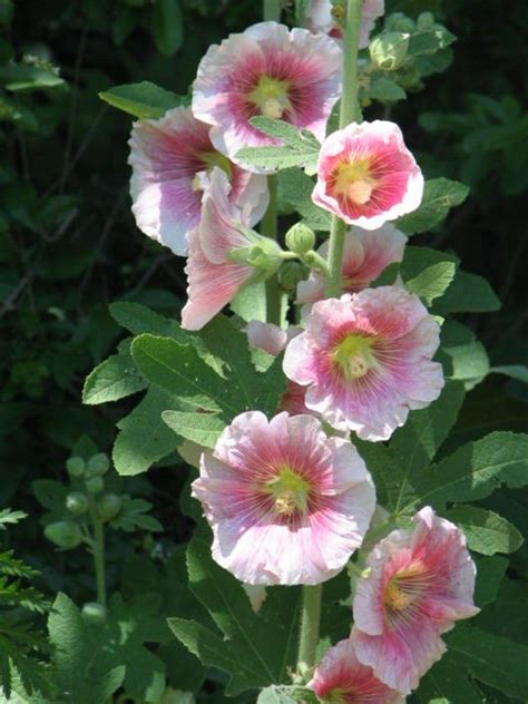 How to Grow Hollyhocks | HubPages