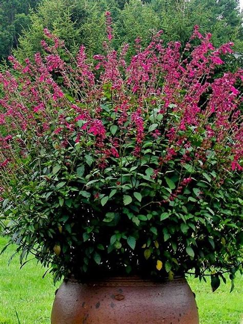 Salvia hybrid, "Wendy's Wish". Love this puppy! Blooms from Spring to ...