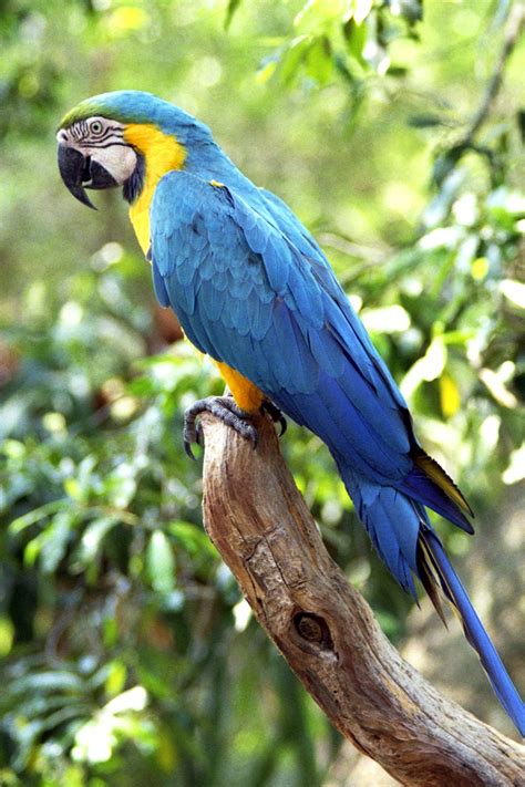 Blue and Gold Macaw Facts, Care as Pets, Price, Pictures | Singing ...