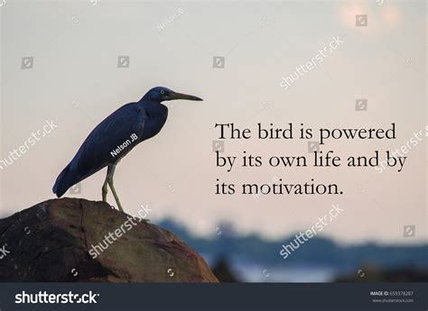 Birds Quotes Bird Powered By Own Stock Photo 659378287 | Shutterstock