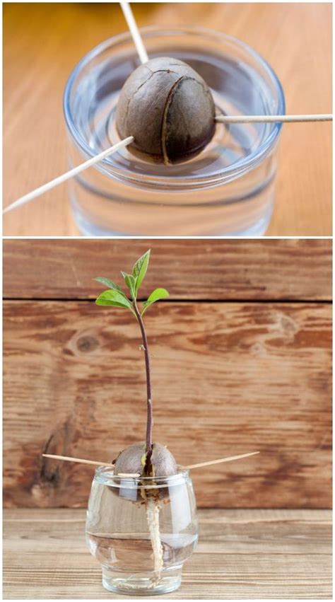 How To Grow An Avocado | Momooze.com