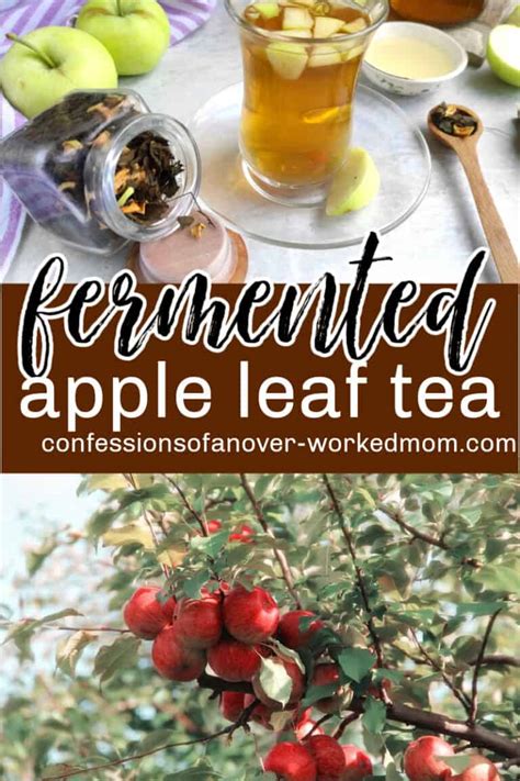 Fermented Apple Leaf Tea Recipe • Confessions of an Overworked Mom