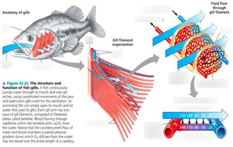 Biology chapter 42 the structure and function of fish gills Diagram ...