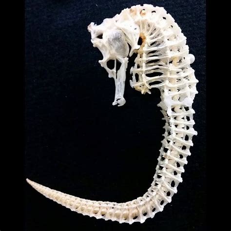 Articulated Seahorse Skeleton : r/interestingasfuck