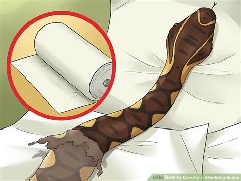 How to Care for a Shedding Snake: 12 Steps (with Pictures)