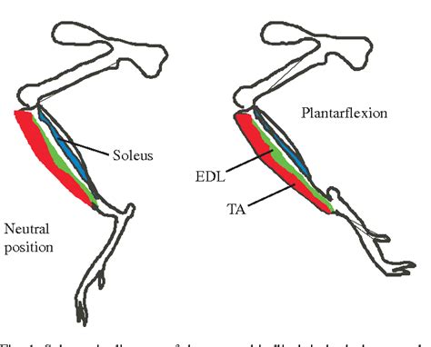 Gastrocnemius Muscle Mouse